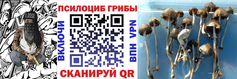 даркнет какой сайт  купить закладку  Щёлково  Псилоцибиновые грибы Cubensis 